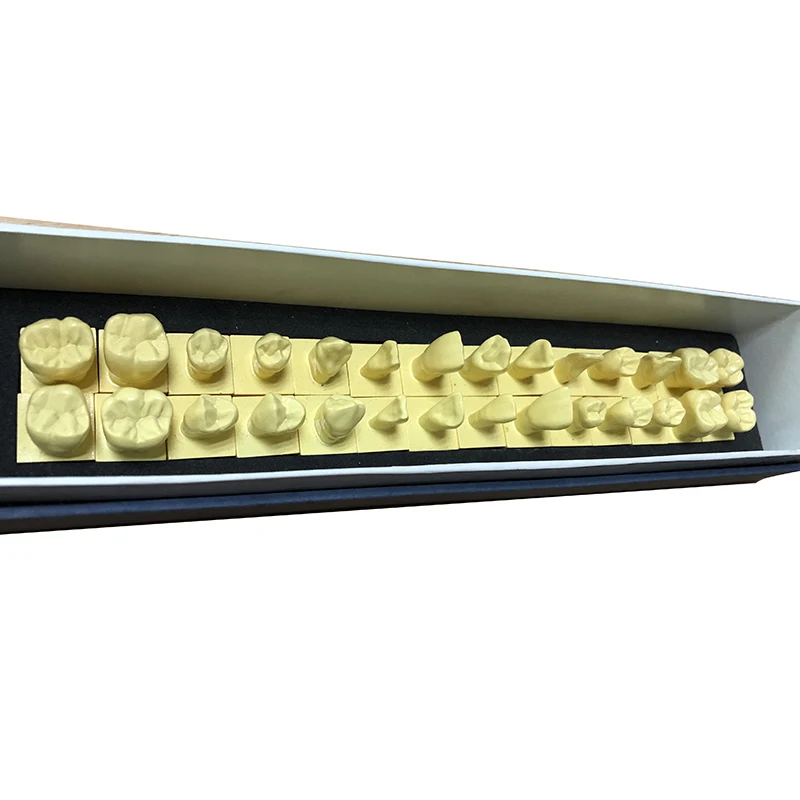 1 set Permanent Teeth Model With Base 1:1 size dental tooth teeth dentist dentistry anatomical anatomy shape model