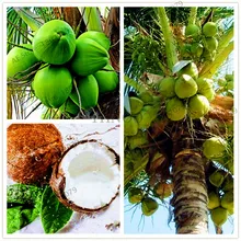 10 шт./пакет, кокосовое дерево бонсай, тропические брюки с высокой питания сочные фрукты, многолетние древесные растения для дома и сада "сделай сам"