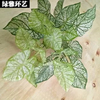 

Model bai yu Leaves Sweet Potato Leaves White Heart Grass Eyebrow Eye Leaf Begonia Leaf Set Torrid Zone Plant Decoration Grass