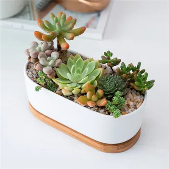 

Oval White Ceramic Succulent Flowerpots Green Succulent Plant Pot with Bamboo Stand Small Bonsai Pots Green Planters