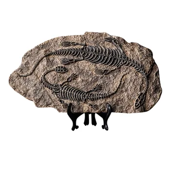 

Realistic Craft Educational Toy Simulated Skeleton Ornament Animal Paleontology Display Dinosaur Statue Resin Model Home Decor