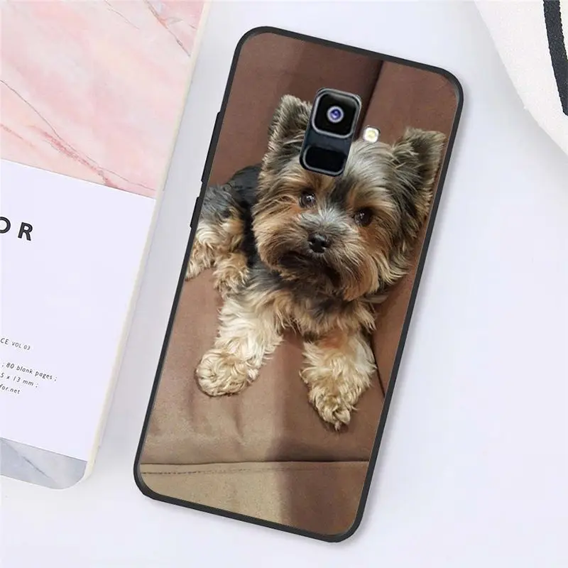 Yorkshire terrier dog