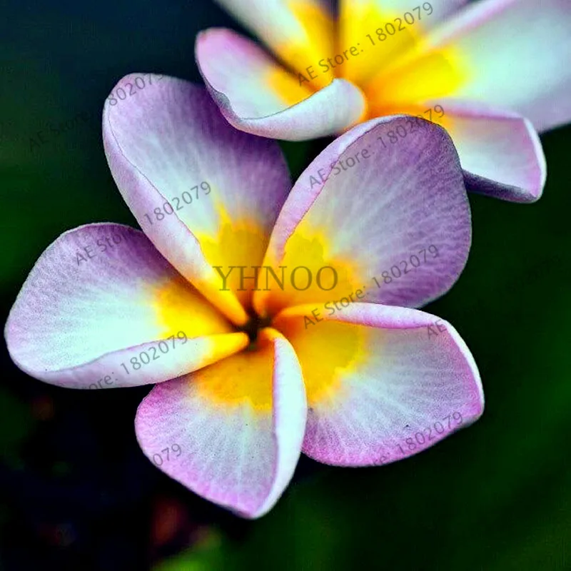20 шт./пакет разные цвета Frangipani Плюмерия красная Цветок flores, многолетнее растение бонсай растения для дома и садовое насаждение