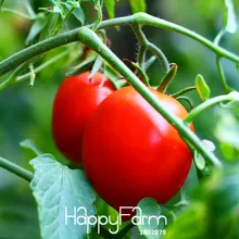 Не упустите предложение! 100 шт./упак. персиково-красный: Томаты балкон фруктов и овощей Семена бонсай растения сад томатный flores,#2CPOMF