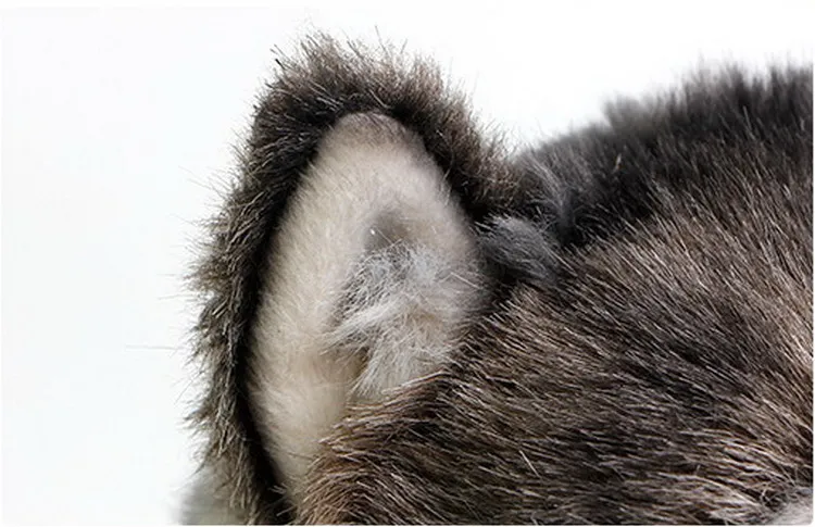 wolf ear