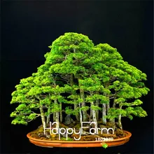 50 шт./пакет можжевельник бонсай дерево растения цветы в горшках бонсай для офиса очистить воздух впитывает вредные газы,# 9NY3EH