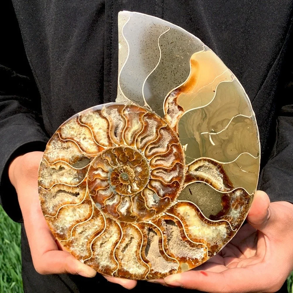 350gNatural Ammonite Conch Fossil Crystal Mineral Specimen Healing Decor 1PC | Дом и сад