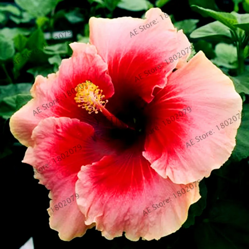 105 шт/упаковка 24 цвета гигантский Гибискус Флорес Dinnerplate Гибискус многолетний цветок для дома бонсай садовая посадка - Цвет: 9