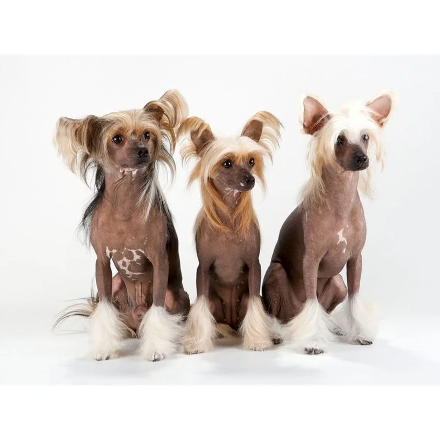 

Diy Diamond Painting Cross Stitch Chinese Crested Dog 5D full Square round Diamond Embroidery Diamond Mosaic Wall Sticker YG1065