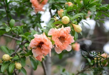 

Punica Granatum Pomegranate Shi Liu