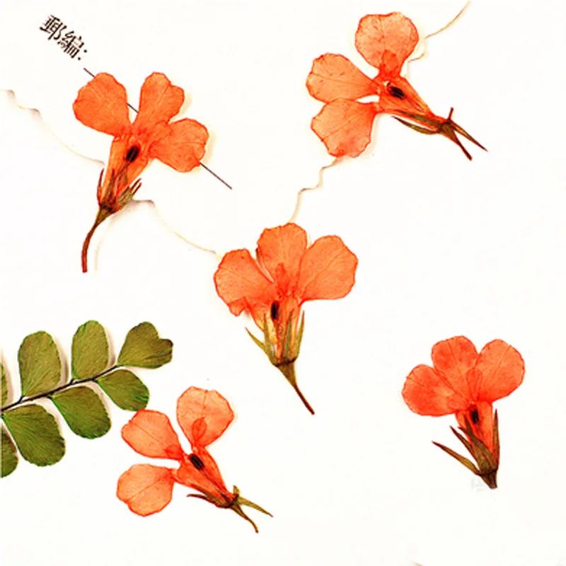 Маленький высушенный прессованный цветок голубой Lobelia настоящие растения для DIY полимерный браслет 120 шт - Цвет: Dye Orange