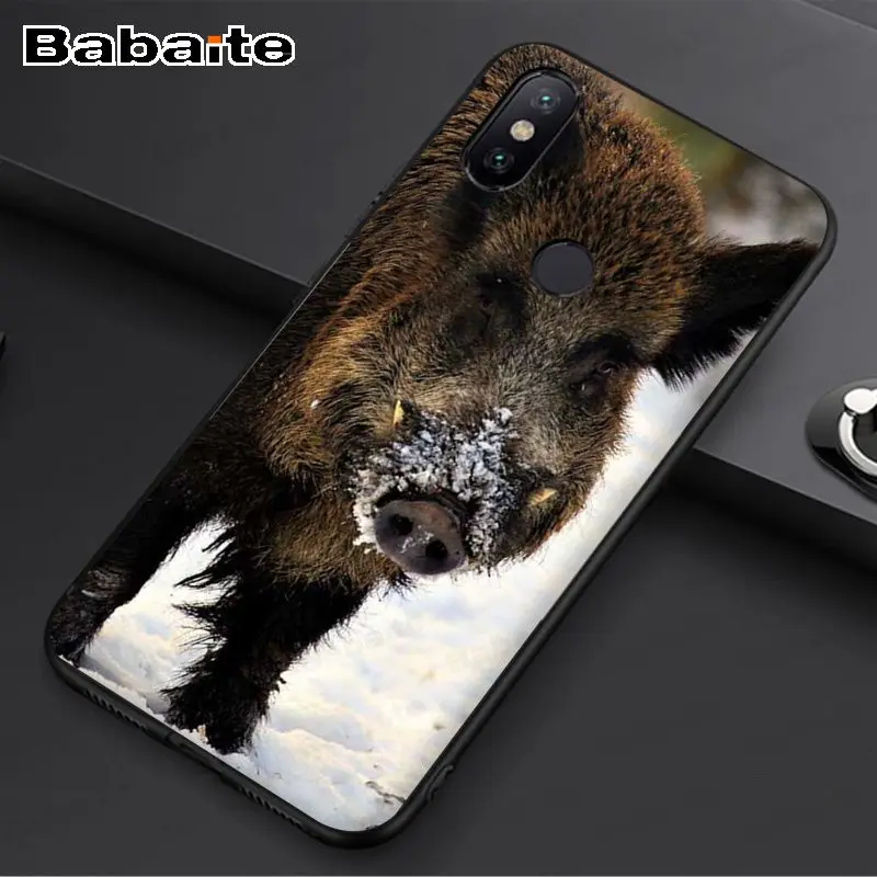 Wild Boar pig animal