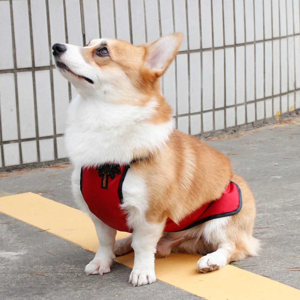 corgi pants