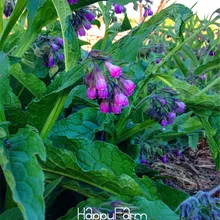 Натуральных материалов! 100 шт. в пакете сертифицированный органический карликовый бонсай, без ГМО, сертифицированный органический карликовый садовый пакет