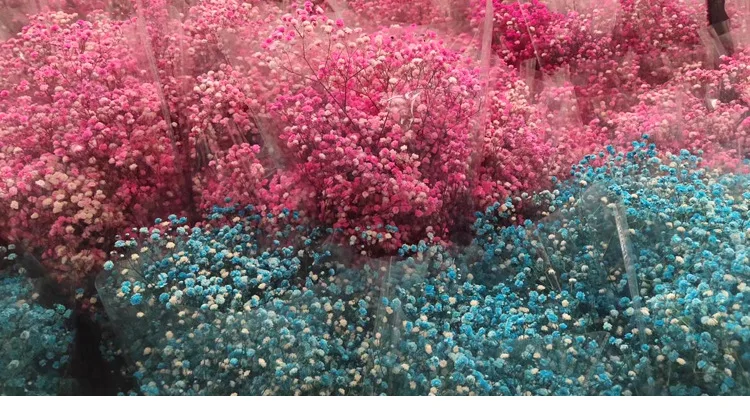 Natural Fresh Dried Preserved Flowers Gypsophila Paniculata,Baby's Breath Flower Bouquets Gift for Wedding Decoration,Valentines Natural Fresh Dried Preserved Flowers Gypsophila Paniculata,Baby's Breath Flower Bouquets Gift for Wedding Decoration,Valentines