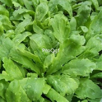 

Ngryise 8000Pcs A Set Artemisia Annua