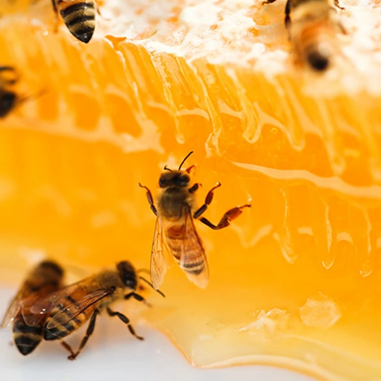 Австралийские безжальные пчелы фото. Австралийские пчелы tetragonula carbonaria. Австралийские безжальные пчелы. Подкормка пчел. Пчела на сотах.