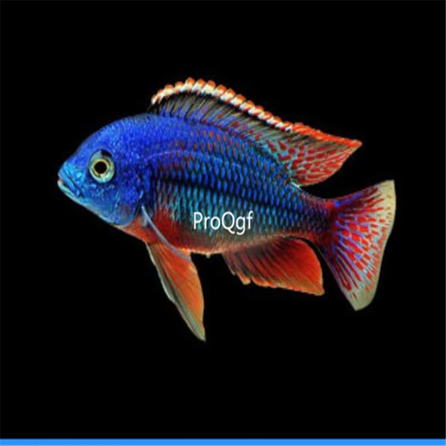 Ngryise 1 шт. набор Protomelas fenestratus