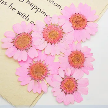 

Medium Daisy Real Dried Flowers 2.5-3 CM Raw Material For DIY Necklace Decoration 120Pcs