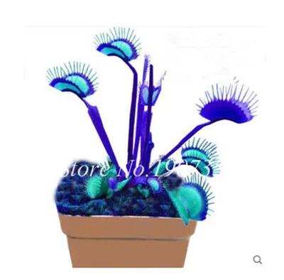 По выгодной цене! 200 шт в горшках инсективорный Dionaea Muscipula Гигантский Венера флайтрап бонсай плотоядное растение легко выращивать - Цвет: 23