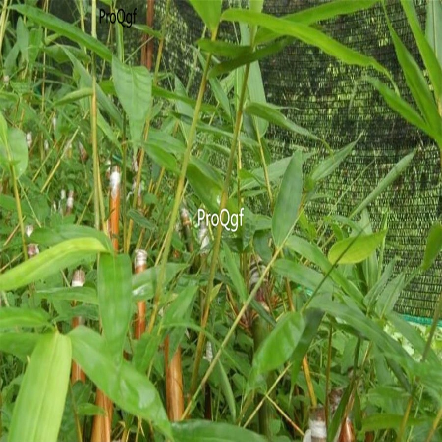 Ngryise 1000 шт набор Phyllostachys Heterocycla Grow Chinese Mao Zhu Bambusoideae