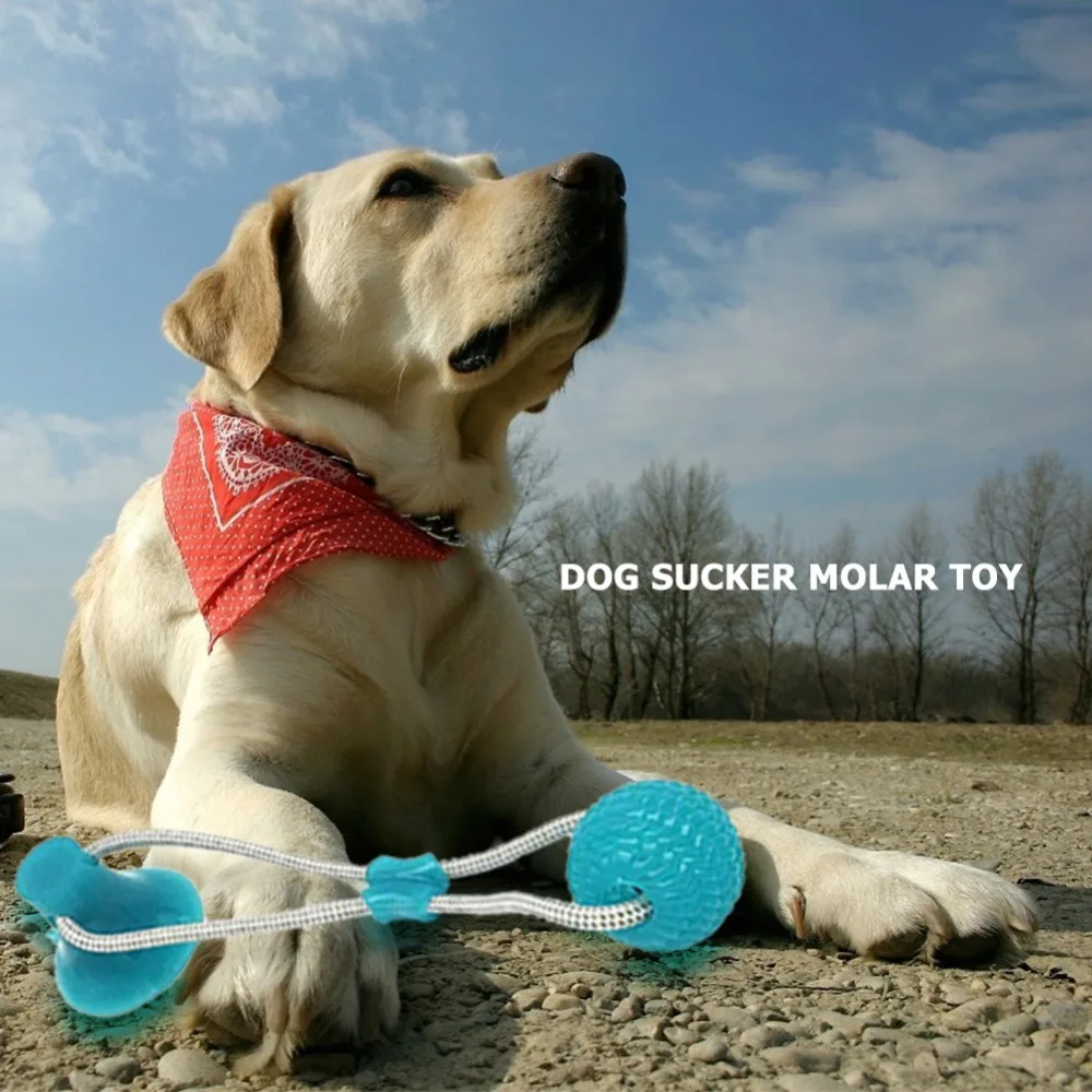 Многофункциональные игрушки для домашних собак, молярные игрушки для укуса, резиновые Жевательные Шарики для чистки зубов, безопасные эластичные мягкие игрушки для щенков на присоске, игрушка для кусания собак