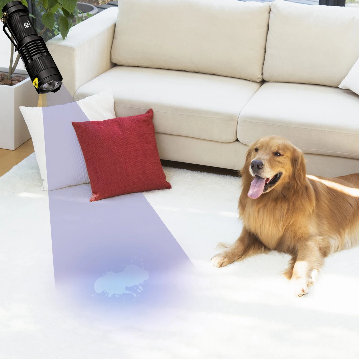 Comprar Linterna UV LED de 365nm y 395nm, linterna ultravioleta con enfoque  con zoom, Mini luz UV negra, Detector de manchas de orina de mascotas, caza  de escorpiones