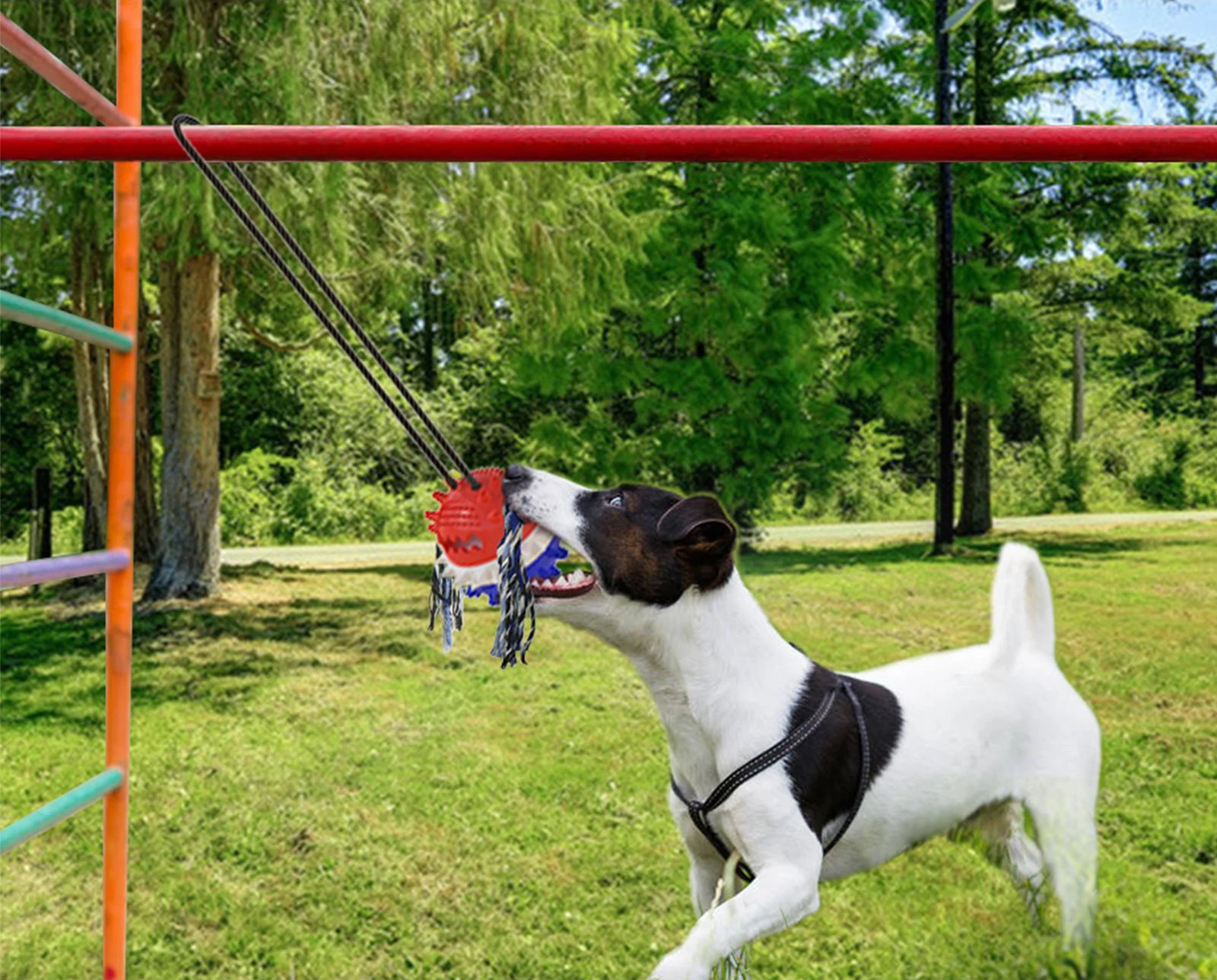 dog tug of war