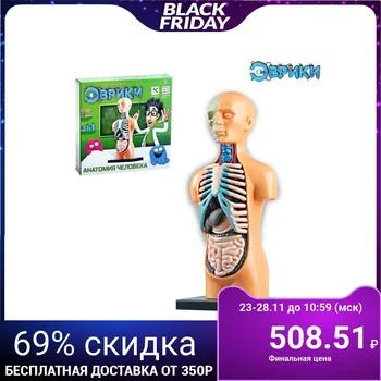 

Scientific experience "human Anatomy" experiment