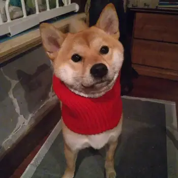 

New arrival Warm Lovely Autumn Winter Pet Dog Christmas Hat for Shiba Inu French Bulldog Teddy Bichon Golden Retriever