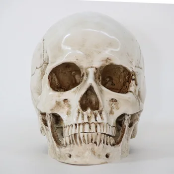 

Statues Sculptures Resin Halloween Home Decor Decorative Craft Skull Size 1:1 Model Life Replica Medical High Quality