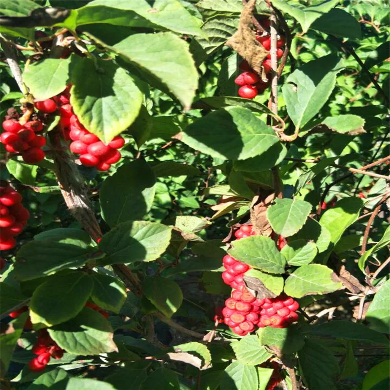 250 г органический сушеный чай Schisandra Chinensis Wu Wei Zi с пятью ароматами ягодных трав wuweizi, травяной чай для здоровья