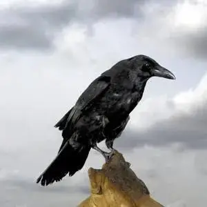 黑之召唤士 漫画韩漫 全文免费在线阅读 土豪漫画