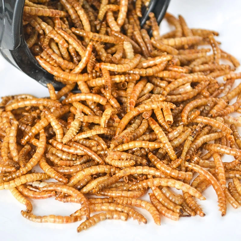 25g 25 г/50 г сублимированный Mealworm Муравьиное гнездо Муравьиное питание питательный белок муравей принадлежности для фермы домашних животных муравейник мастерская муравей товары для дома - Цвет: 25g