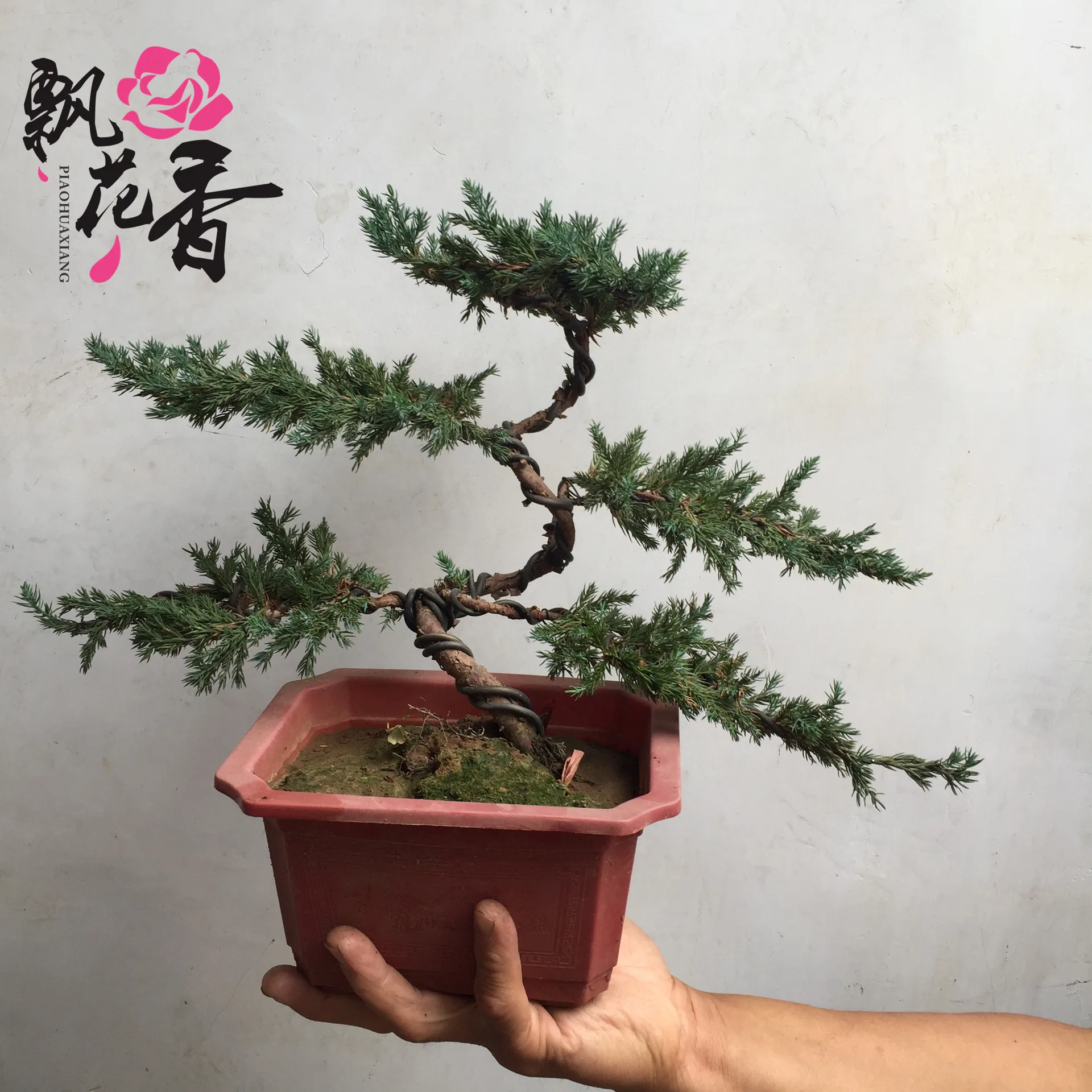 

Modeling Parker Bonsai Wholesale Evergreen Plant Pine Bonsai Modeling Entirely Handmade
