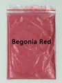 Begonia Red