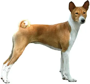 

Tuzik dinghy racing overalls Basenji bitch warm