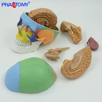 

Colored human adult skull model with detachable brain model anatomical life size 1:1 skeleton teaching Cranial nerve branch tool