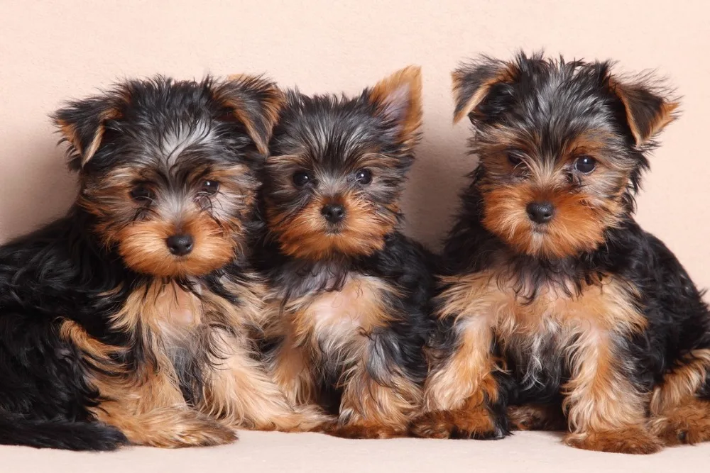 yorkshire-terrier_121965670.jpg_.webp__1170x0_q90_subsampling-2_upscale