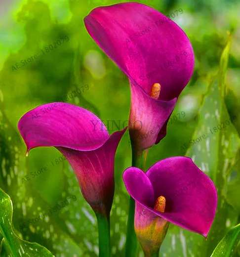 Цветы Флорес 10 шт Китай многоцветные Калла Лилия бонсай плантации, редкие растения цветы для дома Садоводство DIY Сад Sup - Цвет: 5