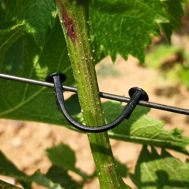 100Db -Os Növények Csomagolva, Kötőhorogkert -Tartozékok Rögzítve A Gyümölcsszőlő Zöldségszőlőhöz Való Hegymászó Tartóhoz