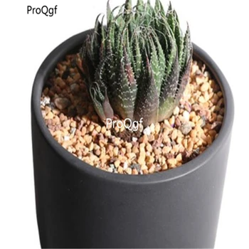 

Ngryise 1Pcs A Set Aristaloe aristata