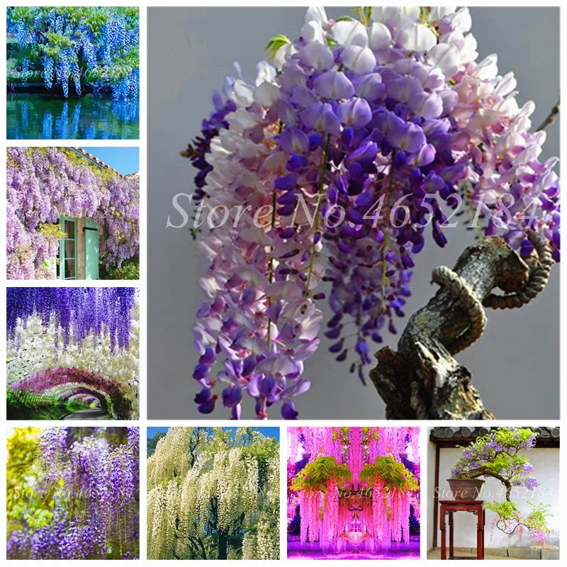 Распродажа 10 шт. Редкие Wisteria бонсай микс Wisteria цветок открытый дерево многолетние комнатные декоративные растения в горшках для дома мини