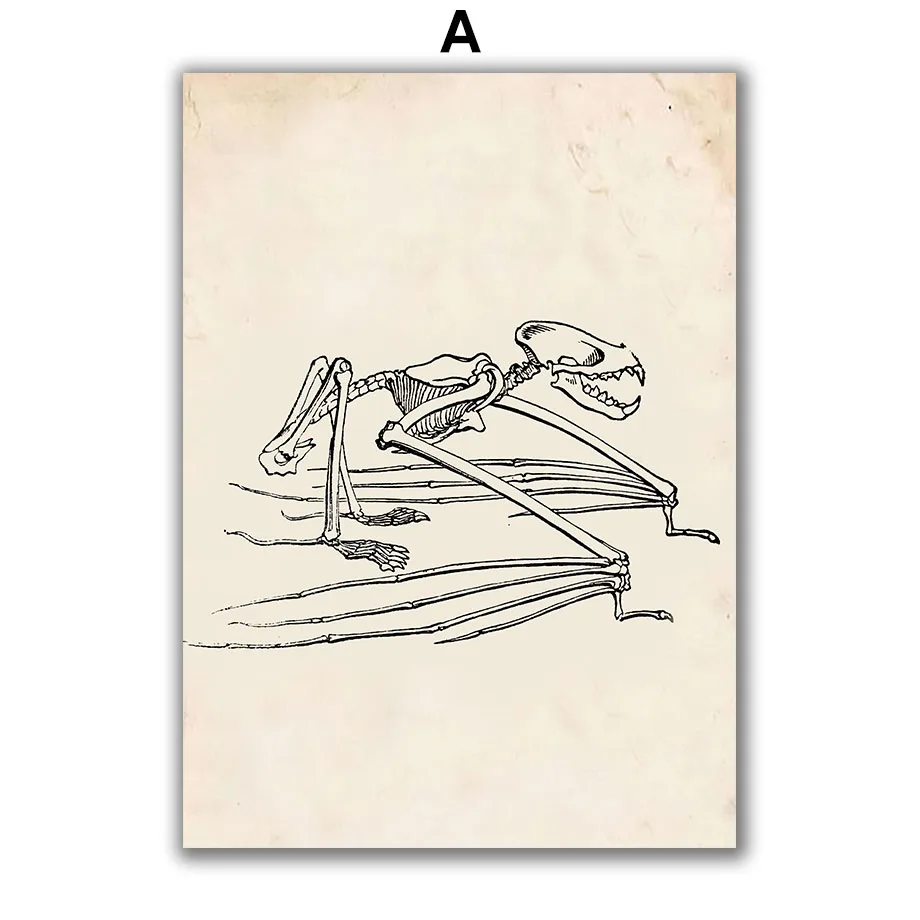 Vintage-Horse-Skeleton-Animal-Anatomy-Wall-Art-Canvas-Painting-Nordic-Posters-And-Prints-Wall-Pictures-For (3)