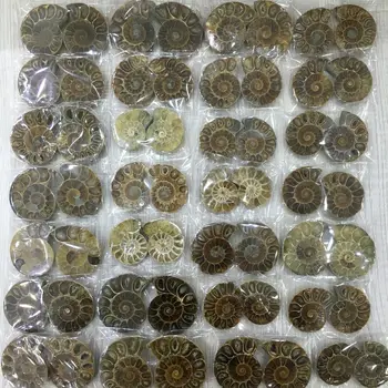 

A pair of sliced conch fossils, small sections, spirochetes and ammonoids teaching specimens