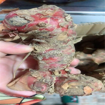 

Ngryise10Pcs A Set Alpinia galanga root