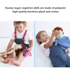 Human Body Model Anatomy Doll Soft Doll Toy Model Anatomy Anatomical Internal Organs Doll Educational Soft Toy 4