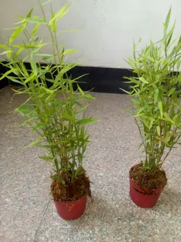 

Ngryise 3Pcs A Set Sasa pygmaea bamboo
