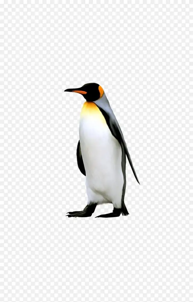 南极帝企鹅-企鹅png图片素材免费下载_图片编号4052497-png素材网
