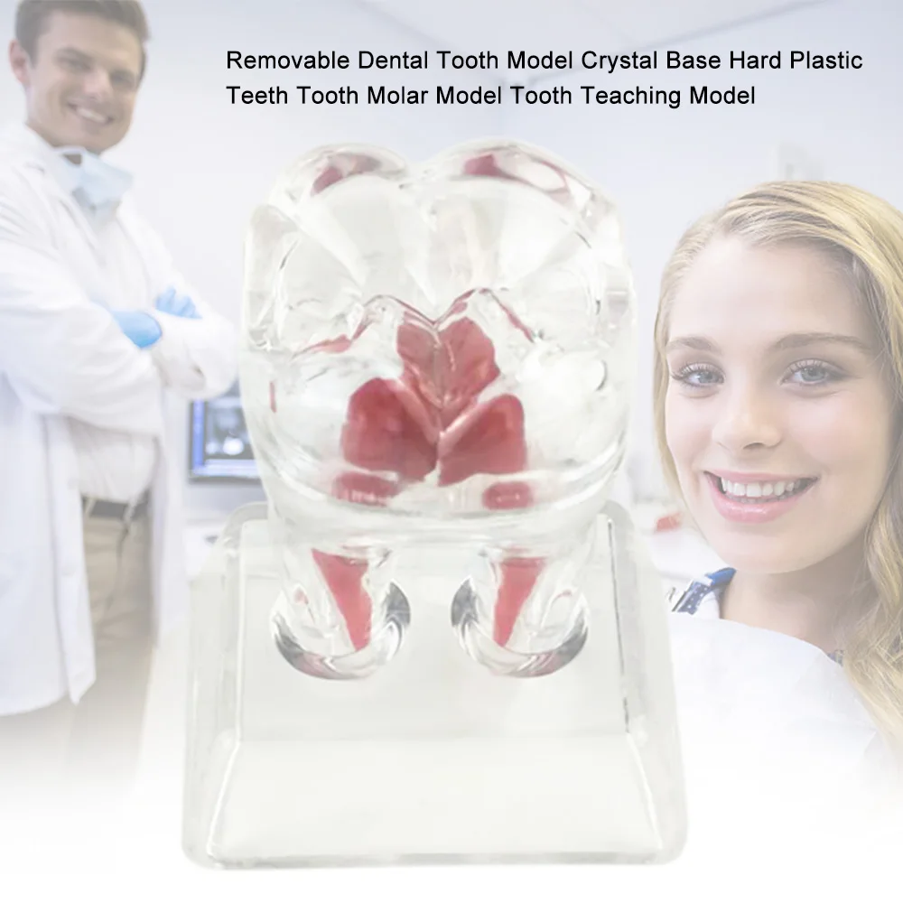 Съемная Хрустальная зубная модель зубов обучающая основа для моделирования твердых пластиковых зубов Зубная Молярная Модель протез